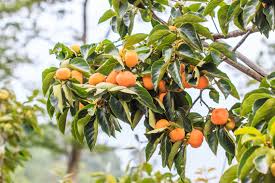 Image result for Diospyros