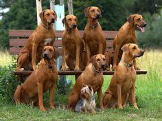Image result for rhodéský ridgeback