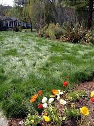 Love This Non Mow Grass Looks So Meadow Y Grasses Landscaping Meadow Garden Amazing Grass