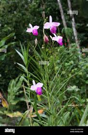 Image result for Thunbergia graminifolia