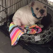 Look through examples of kancing gigi translation in sentences, listen to pronunciation and learn grammar. Tetanusinjection Instagram Posts Photos And Videos Picuki Com