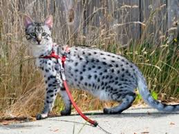 Bengal kittens for sale from bengal cat breeders from around the world. Savannah Cat Breeders Savannah Cats Bengal Cats For Sale