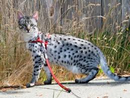 Bengal kittens for sale from bengal cat breeders from around the world. Savannah Cat Breeders Savannah Cats Bengal Cats For Sale