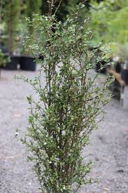 Image result for Myrsine