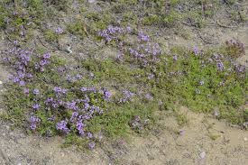 Image result for Endostemon villosus