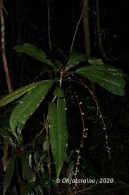 Image result for Argomuellera