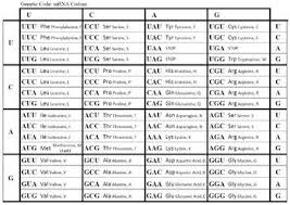 Genetics Genetic Code Reference Sheet For Molecular Biolo Molecular Biology Biology Classroom Teaching Biology