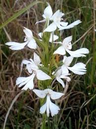 Image result for Habenaria verdickii