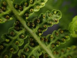 Image result for Thelypteridaceae