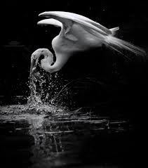 Try these twelve simple tips and make your monochrome edits breathtaking. Noir The Best Of The Club Of Black And White Photography Fotos Facebook