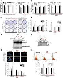 Wei has 8 jobs listed on their founding partner at wei chien & partners. Pkcd Mediated Sglt1 Upregulation Confers The Acquired Resistance Of Nsclc To Egfr Tkis Oncogene