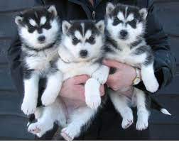 Happy, healthy puppies matched with loving families. Cute Siberian Husky Puppies Home Facebook