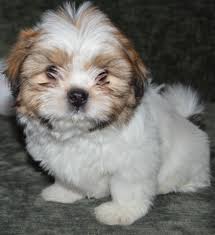 Kota Sweet Little Guy Shih Tzu Puppy Dog Grooming Puppies