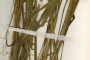 Image result for Panicum phragmitoides