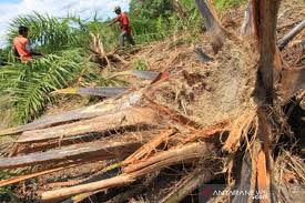 Tanaman kelapa sawit adalah tanaman yang sangat membutuhkan air namun bukan berarti tahan terhadap genangan air. Kawanan Gajah Merusak Kebun Kelapa Sawit Warga Di Aceh Barat Antara News