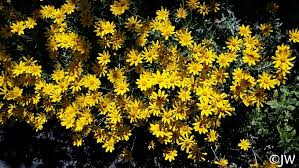 Image result for Erianthemum lanatum