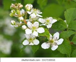 Raspberry plants produce white or pink flowers with five petals which are surrounded by green requirements raspberry plants grow best in regions with cool summers and relatively mild winters. Beautiful Spring Bloom Garden Raspberry Bush Stock Photo Edit Now 1517110553