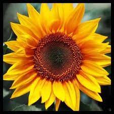 Perkebunan bunga matahari lokal di kabupaten blitar, provinsi jawa timur, didirikan sejak 2003. Bibit Benih Seeds Bunga Matahari Lokal Sunflower Home Stuff Rumah Tangga Bukalapak Com Inkuiri Com