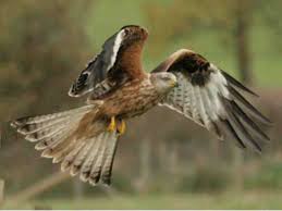 Majestic Birds Of Prey Animals Red Kites The Most Majestic And Beautiful Birds Of Prey Most Beautiful Birds Beautiful Birds Birds