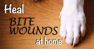 It's possible but extremely rare for spider bites to kill dogs. Homeopathy For Animal Bites Dogs Naturally Magazine