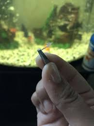 Our whole lives we have had different kinds of fish tanks at home with live bearers, african malawi & tanganyika cichlids, american rare species. Tong S Tropical Fish Pets 208 Photos 332 Reviews Local Fish Stores 8976 Warner Ave Fountain Valley Ca United States Phone Number