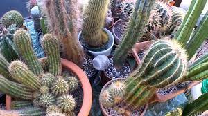 If your cactus is outdoors in a hot, dry climate, you might need to water every two to three days, especially if the plant has been in the sun. How Often Do You Need To Water A Cactus Plant Dummer Garden Manage Gfinger Es La App De Jardineria Mas Profesional