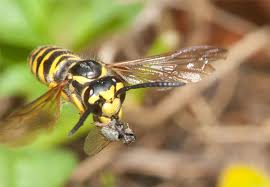 These devices deter pests with. Top 4 Best Wasp Repellents Updated In 2021