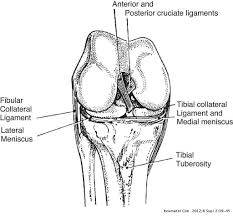 The lateral collateral ligament, also referred to as the fibular collateral ligament, originates from the lateral femoral epicondyle and inserts at the head of the fibula. Clinical Anatomy Of The Knee Reumatologia Clinica