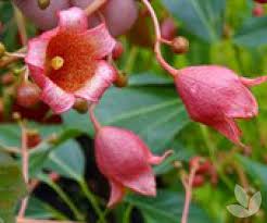 Ireland has the lowest tree cover of all european countries! Get Ready For Spring Summer Flowering Collections Speciality Trees