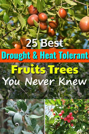 11 as of 2012 update , sweet oranges accounted for approximately 70% of citrus production. 25 Best Drought Tolerant Fruit Trees Low Maintenance Fruit Trees Balcony Garden Web