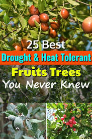 Being in a park surrounded by these trees during the fall season makes you feel like you're in the east coast. 25 Best Drought Tolerant Fruit Trees Low Maintenance Fruit Trees Balcony Garden Web
