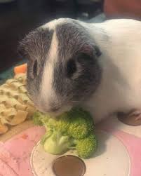 Pin On A Guinea Pig