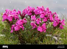 Long Nosed Lousewort Pedicularis Rostratocapitata Pedicularis Rostrato Capitata In Flower In Summer In The Eastern Alps Stock Photo Alamy