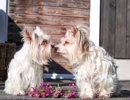 Image result for white yorkshire terrier