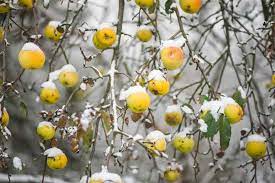 Others put them on raised beds or permanent outdoor patios. How To Winterize Fruit Trees Gardener S Path