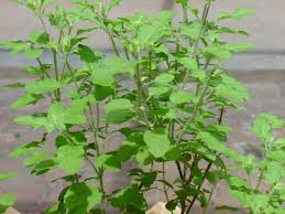 Image result for Ocimum angustifolium