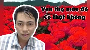 sự thật về vạn thọ màu đỏ