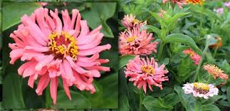 Zinnia Burpee Rose Giant The Diggers Club