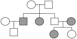 When a single gene affects many traits, like albinism, it is called pleiotropy. Pedigrees Practice Pedigrees Practice Human Genetic Disorders