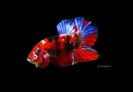 Fancy multi colors koi galaxy geisha double tail plakat dtpk betta подробнее. Palette Koi Halfmoon Plakat Betta Bettasplendid Com