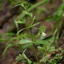 Image result for Hippocratea graciliflora