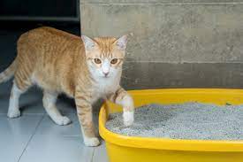 The Best Cat Litter For Indoor Cats In 2021 Uk