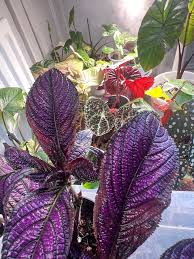 Image result for Strobilanthes