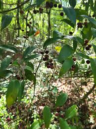 Image result for Embelia multiflora