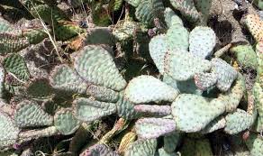 One of these is opuntia basilaris, commonly known as the beavertail cactus. Plantfiles Pictures Opuntia Species Prickly Pear Cactus Beavertail Cactus Beavertail Pricklypear Opuntia Basilaris By Kell