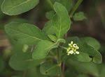 Image result for Psychotria djumaensis