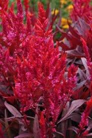 Celosia Dragon S Breath Annuals Johnson Nursery Dragons Breath Plant Dragons Breath Plant Nursery