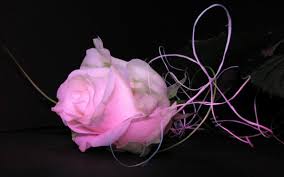 Maybe you would like to learn more about one of these? Black And Pink Flower Desktop Wallpapers Top Free Black And Pink Flower Desktop Backgrounds Wallpaperaccess