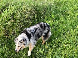 Dipsea, steep ravine, and matt. Lucky Dog Our Picks For The Best Dog Friendly Hikes In The East Bay Abio