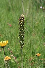 Image result for Haplocarpha scaposa